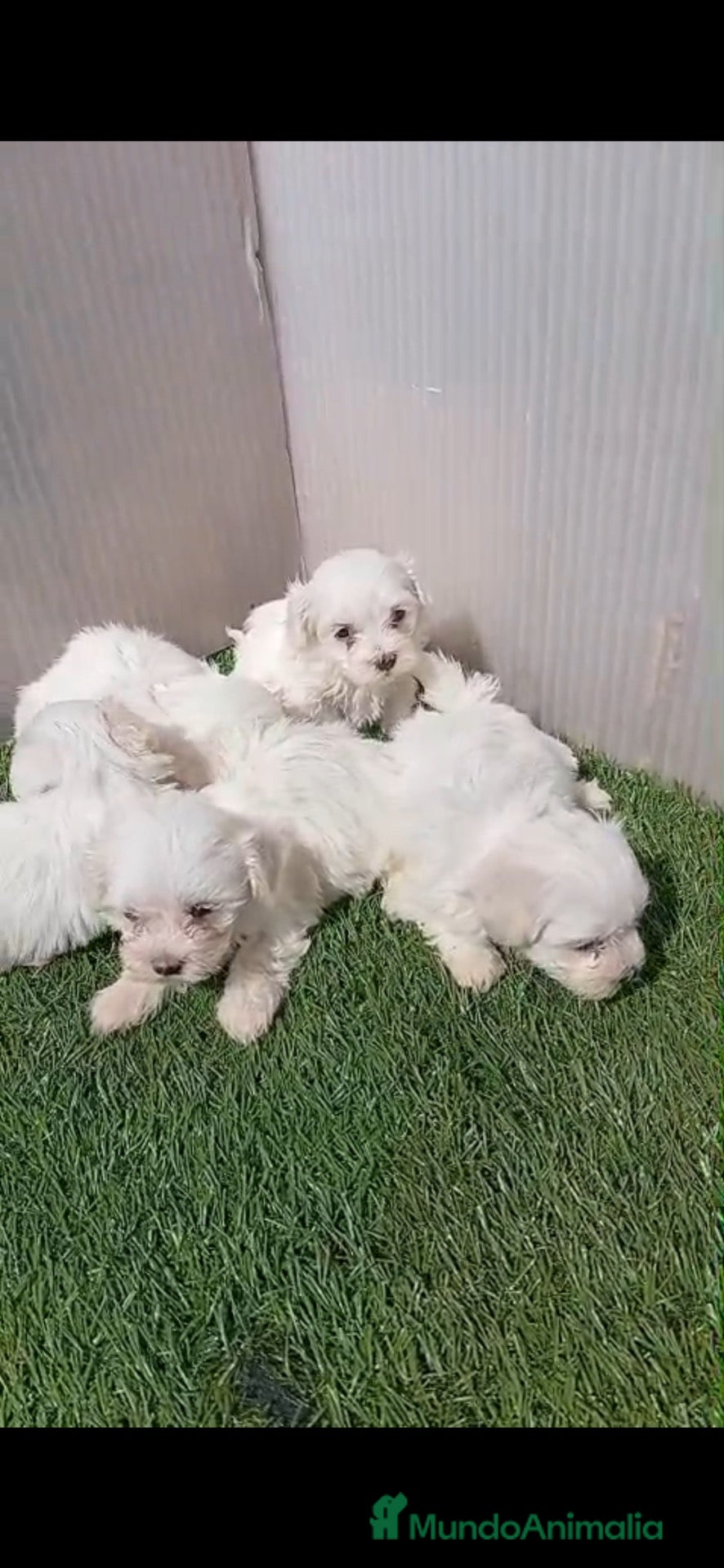 Bichón Maltés perros Bichon maltes - Anuncio 2