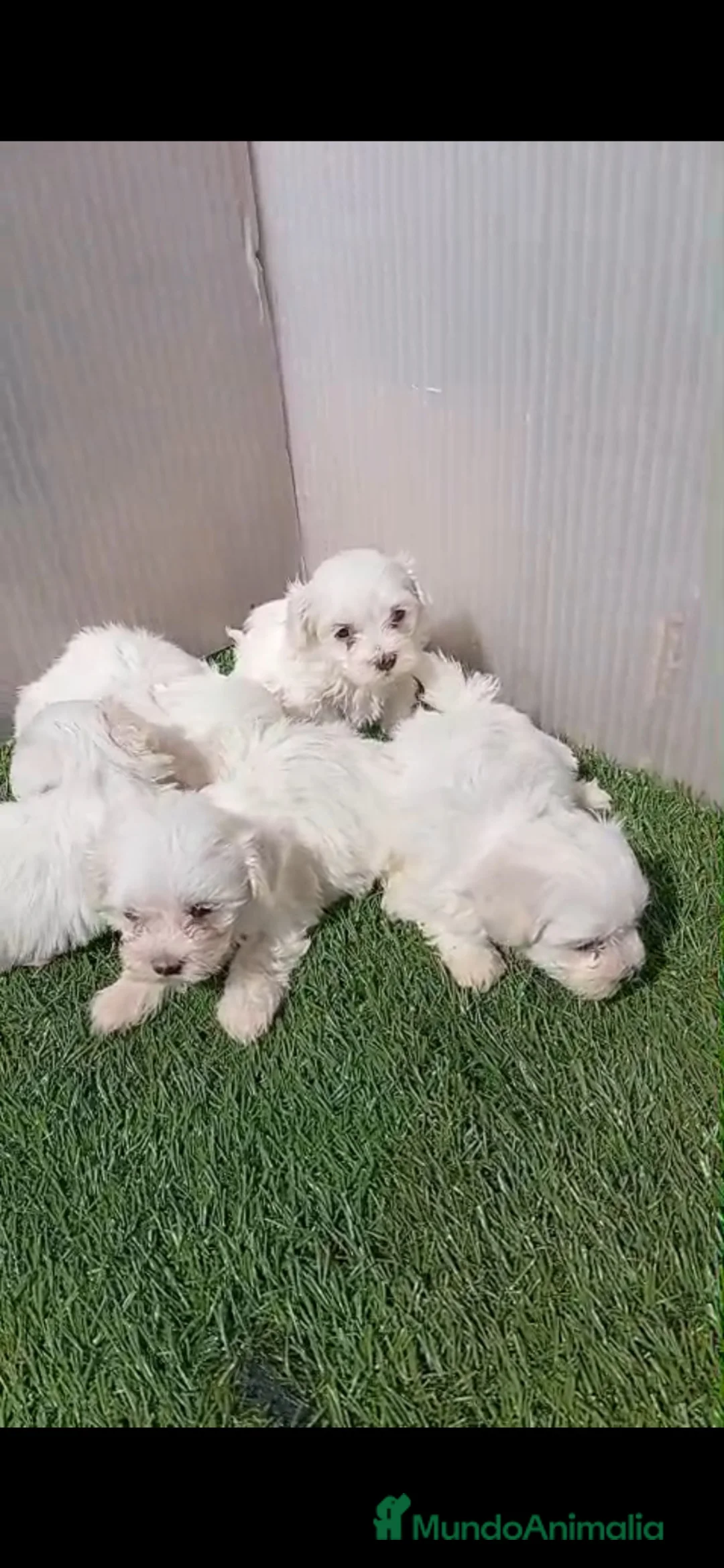 Bichón Maltés perros en venta: Bichon maltes - Anuncio 1