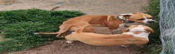 American Staffordshire-Terrier perros en venta: America Staffordshire terrier  - Anuncio 10