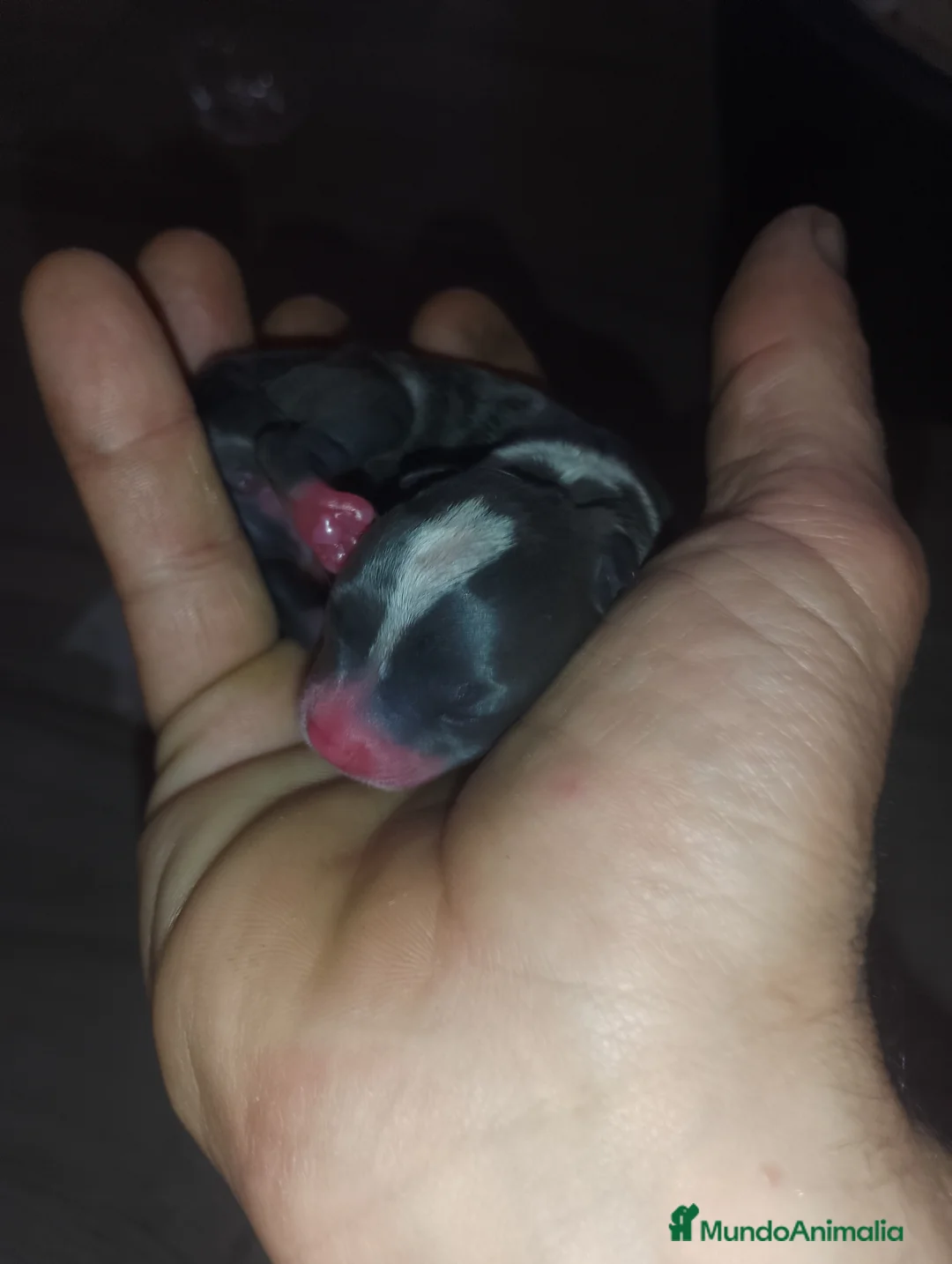 Chihuahua perros en venta: CHIHUAHUAS TOYS en Alicante - Anuncio 3