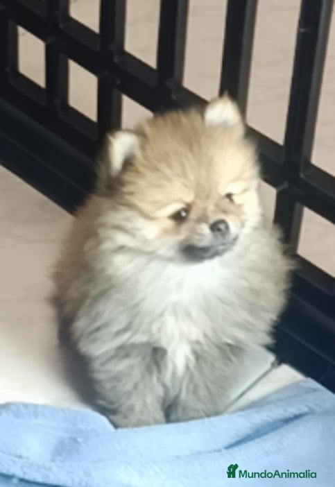 Pomerania perros Lulus Pomeranias rusos  - Anuncio 8