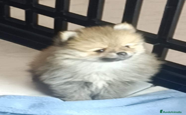 Pomerania perros - Anuncio 1