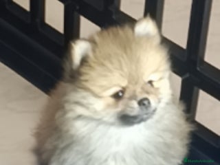 Pomerania perros - Anuncio 1