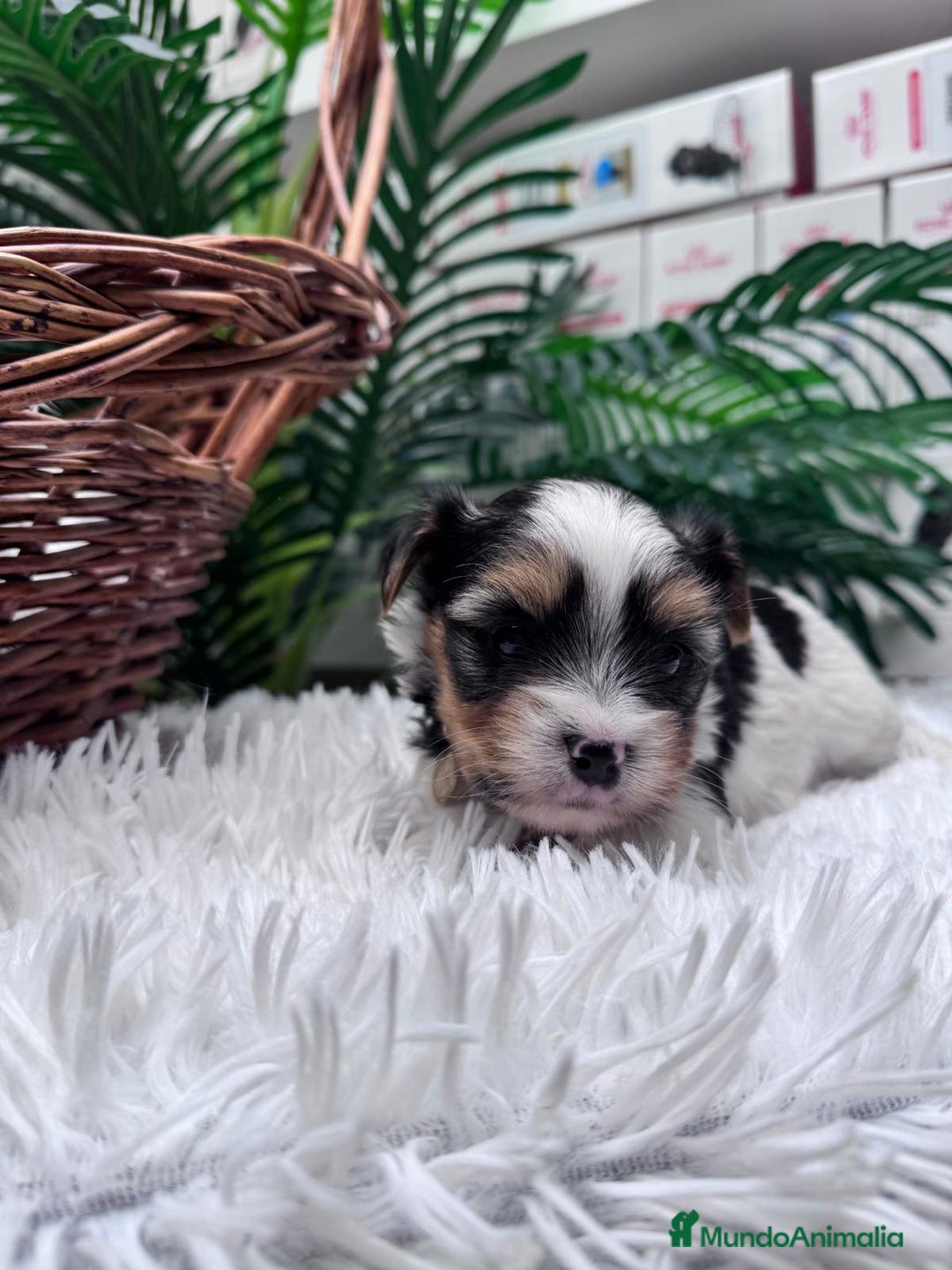 Yorkshire Terrier perros en venta: YORKSHIRE BIEWER HEMBRA - Anuncio 3