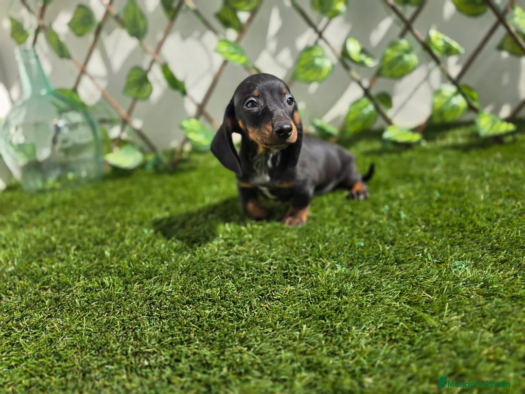 Teckel Miniatura perros en venta: TECKEL MINIATURA - Anuncio 2