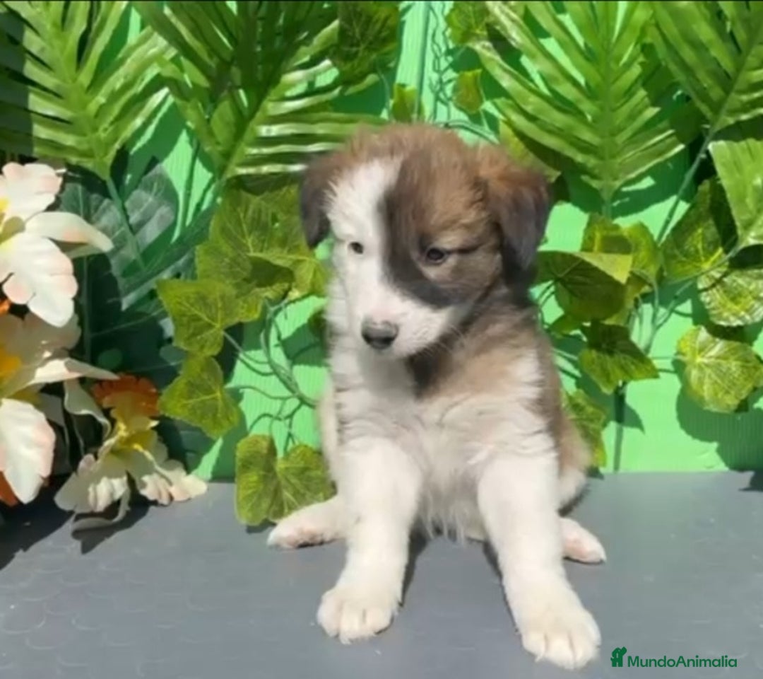 Border Collie perros en venta: Excelente cachorra border collie  - Imagen 3
