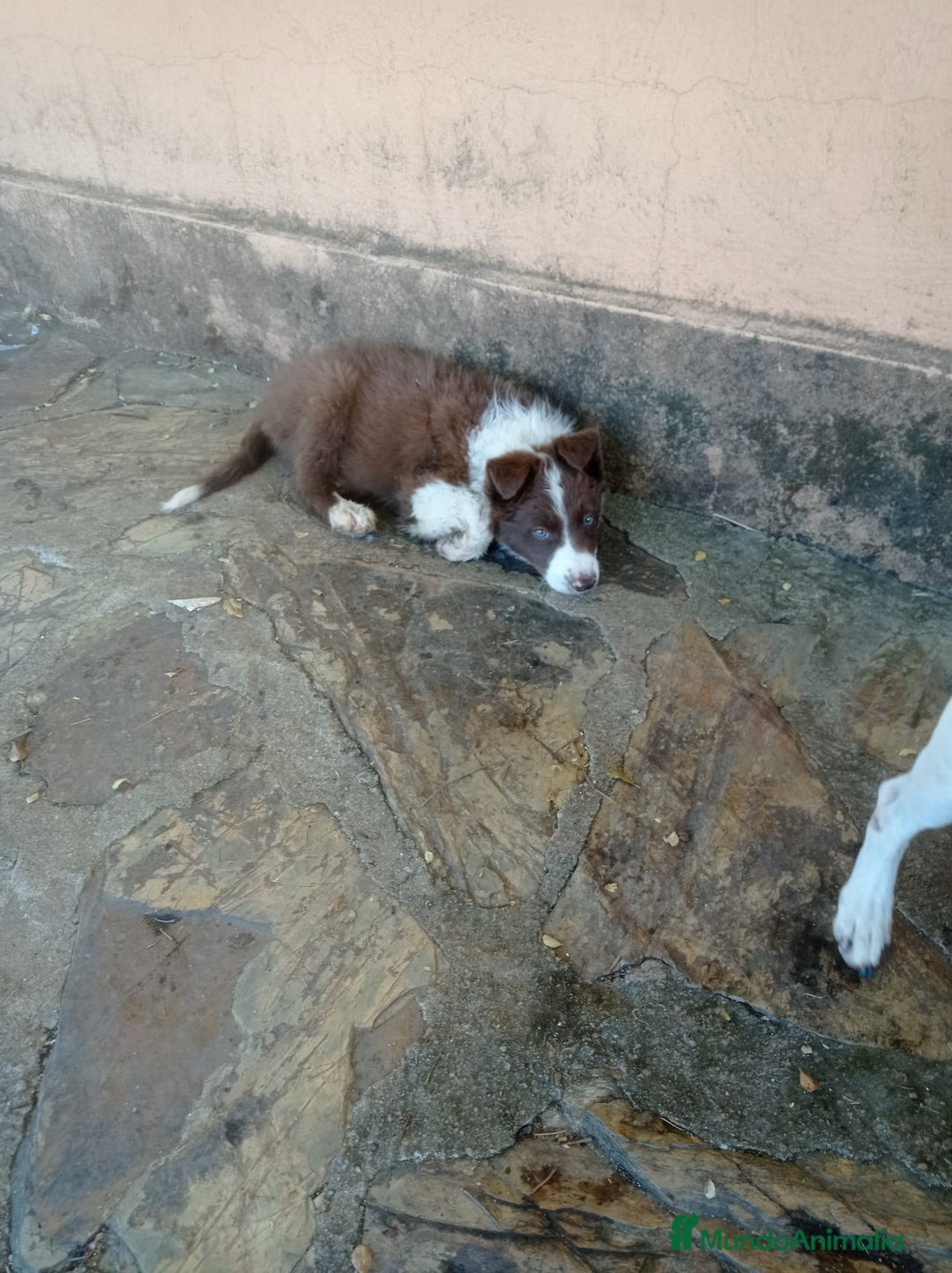 Border Collie perros en venta: border collie chocolayes y blancos  - Imagen 2
