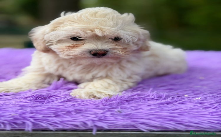 Maltipoo perros Maltipoo apricot y negro - Anuncio 6