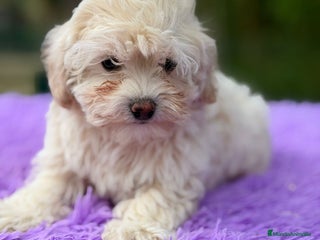 Maltipoo perros Maltipoo apricot y negro - Anuncio 2