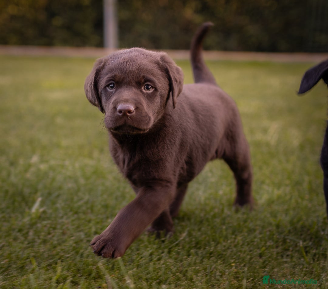 Labrador Retriever perros en venta: Camada labrador chocolate  - Imagen 5