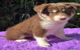 Border Collie perros en venta: Border collie tricolor  - Imagen 5
