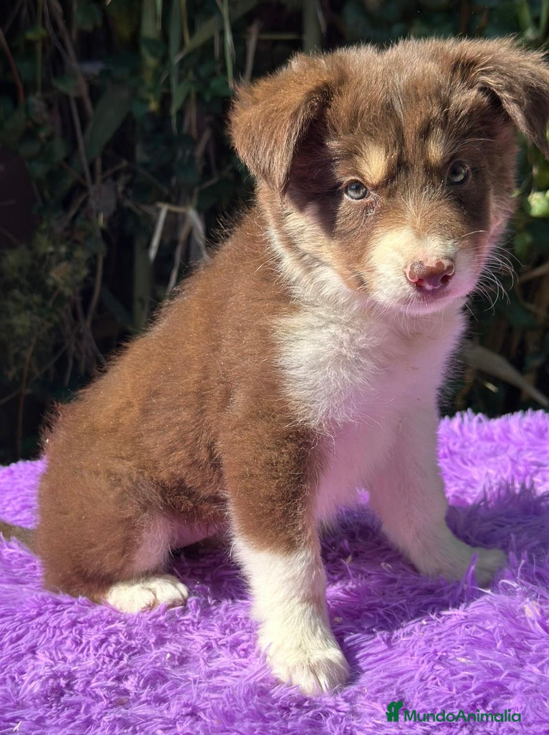 Border Collie perros en venta: Border collie tricolor  - Imagen 5