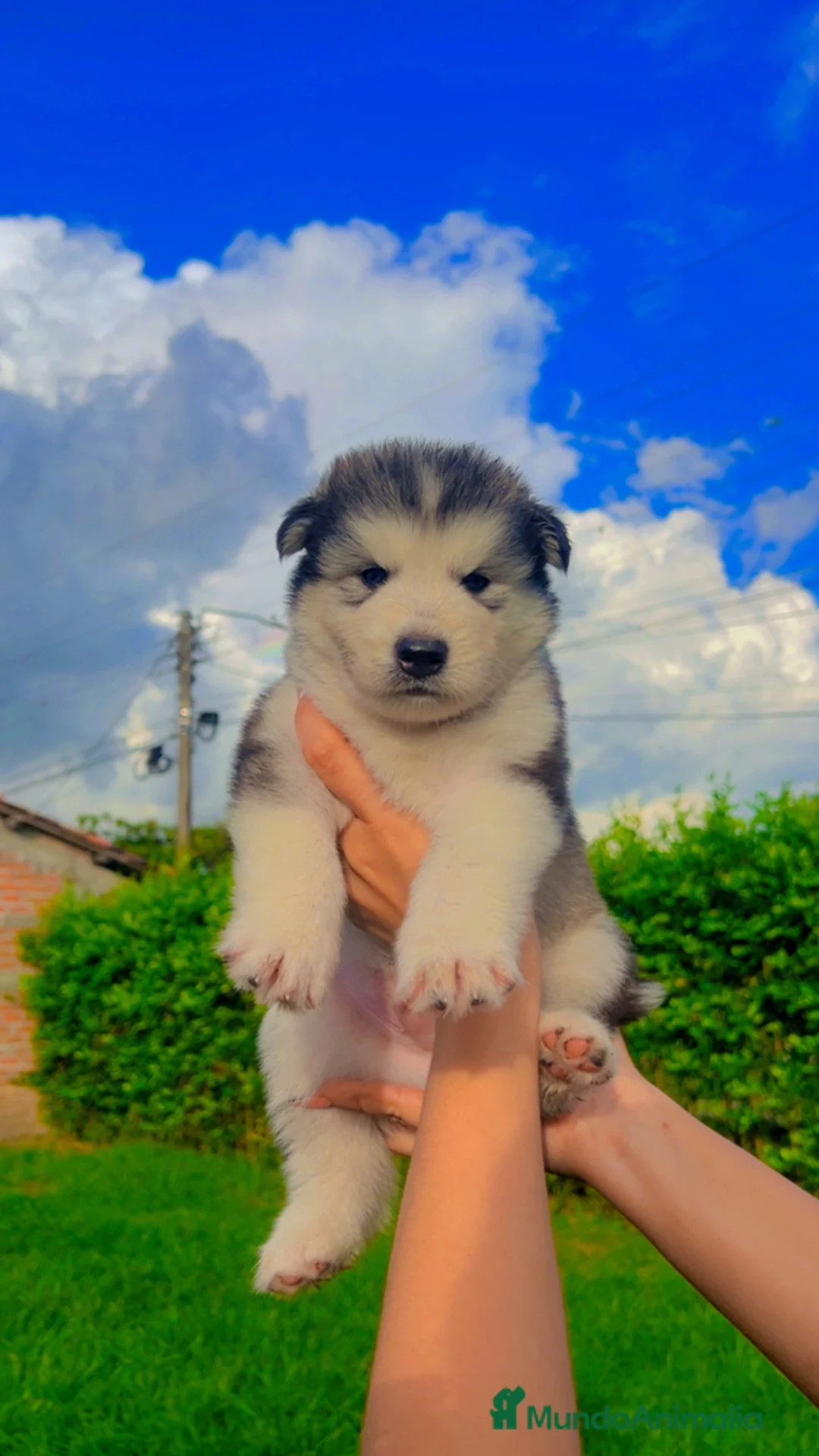 Husky Siberiano perros en venta: HUSKY SIBERIANO ( CACHORROS )  - Anuncio 3