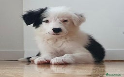 Border Collie perros en venta: Border Collie Calidad - Imagen 2