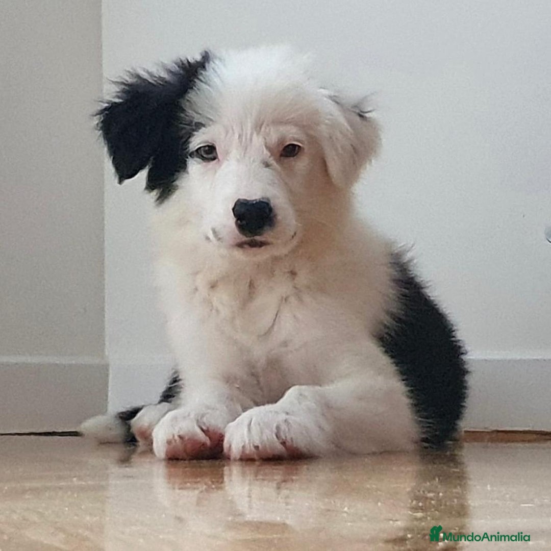 Border Collie perros en venta: Border Collie Calidad - Imagen 2