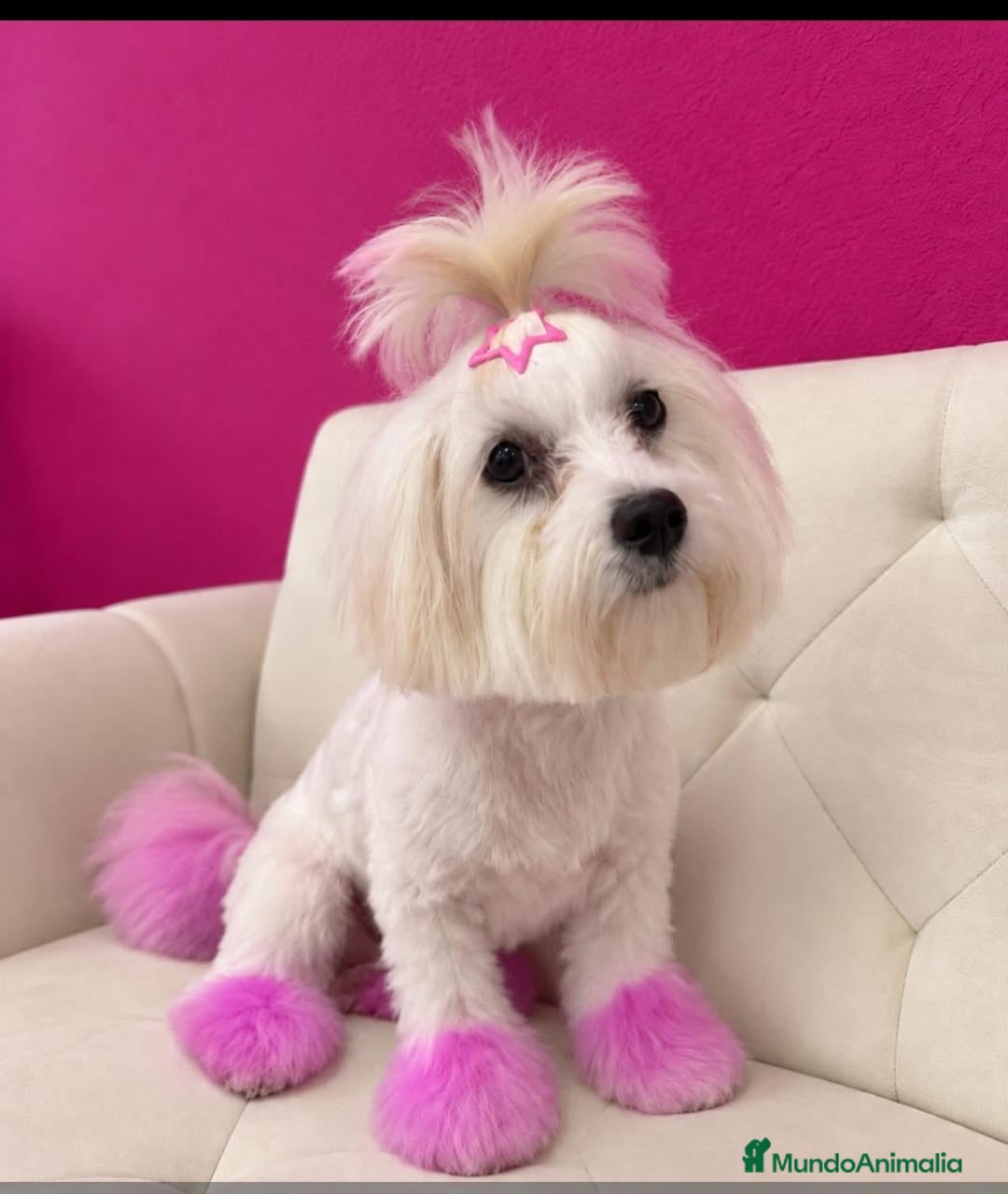 Bichón Maltés perros Bichón maltes miniatura - Anuncio 1