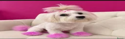 Bichón Maltés perros en venta: Bichón maltes miniatura - Anuncio 1