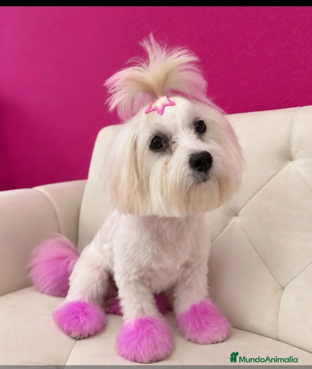 Bichón Maltés perros en venta: Bichón maltes miniatura - Anuncio 1