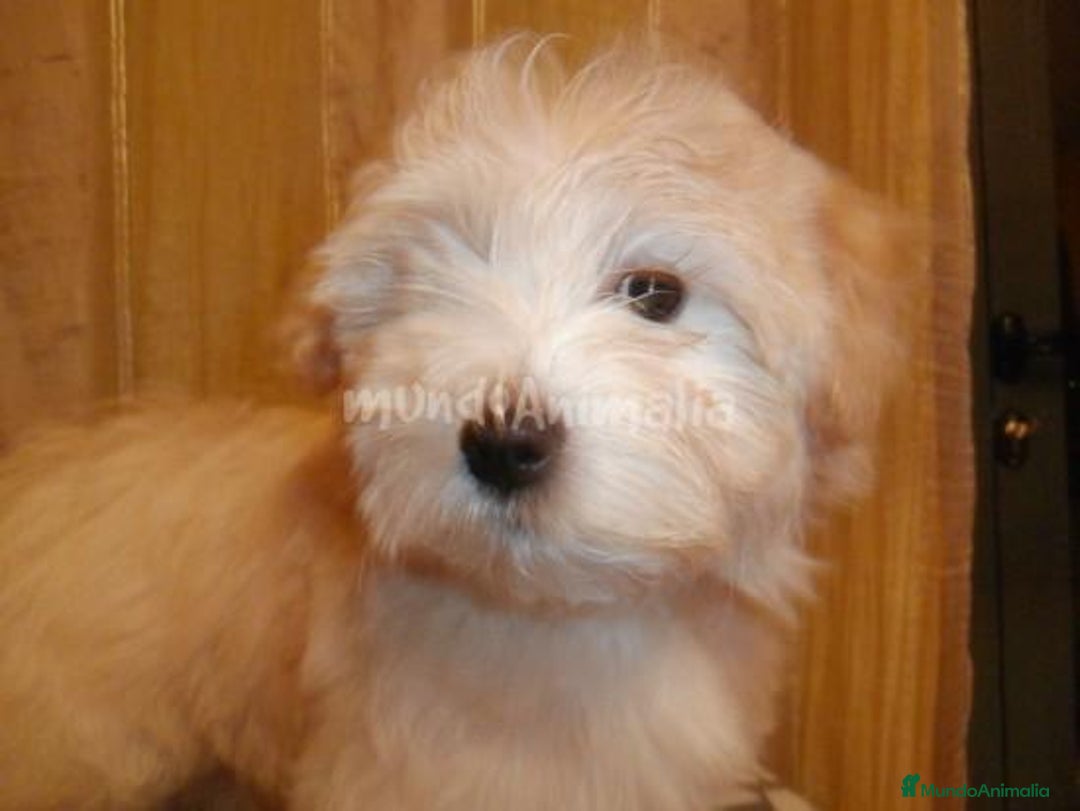 Imagen de galería {{count}}