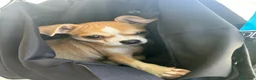 Chihuahua perros en venta: Chihuahua bicolor hembra  - Anuncio 5