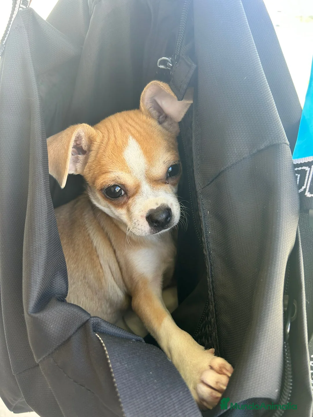 Chihuahua perros en venta: Chihuahua bicolor hembra  - Anuncio 5