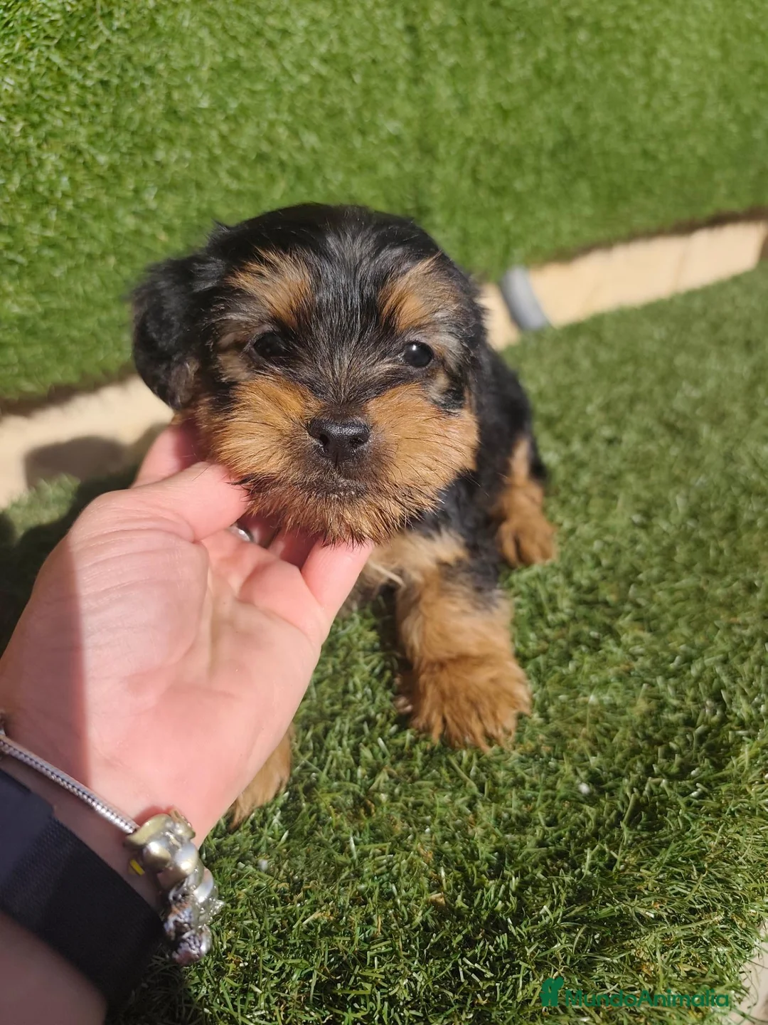 Yorkshire Terrier perros en venta: Cachorros Yorkshire terrier en Zaragoza - Anuncio 2