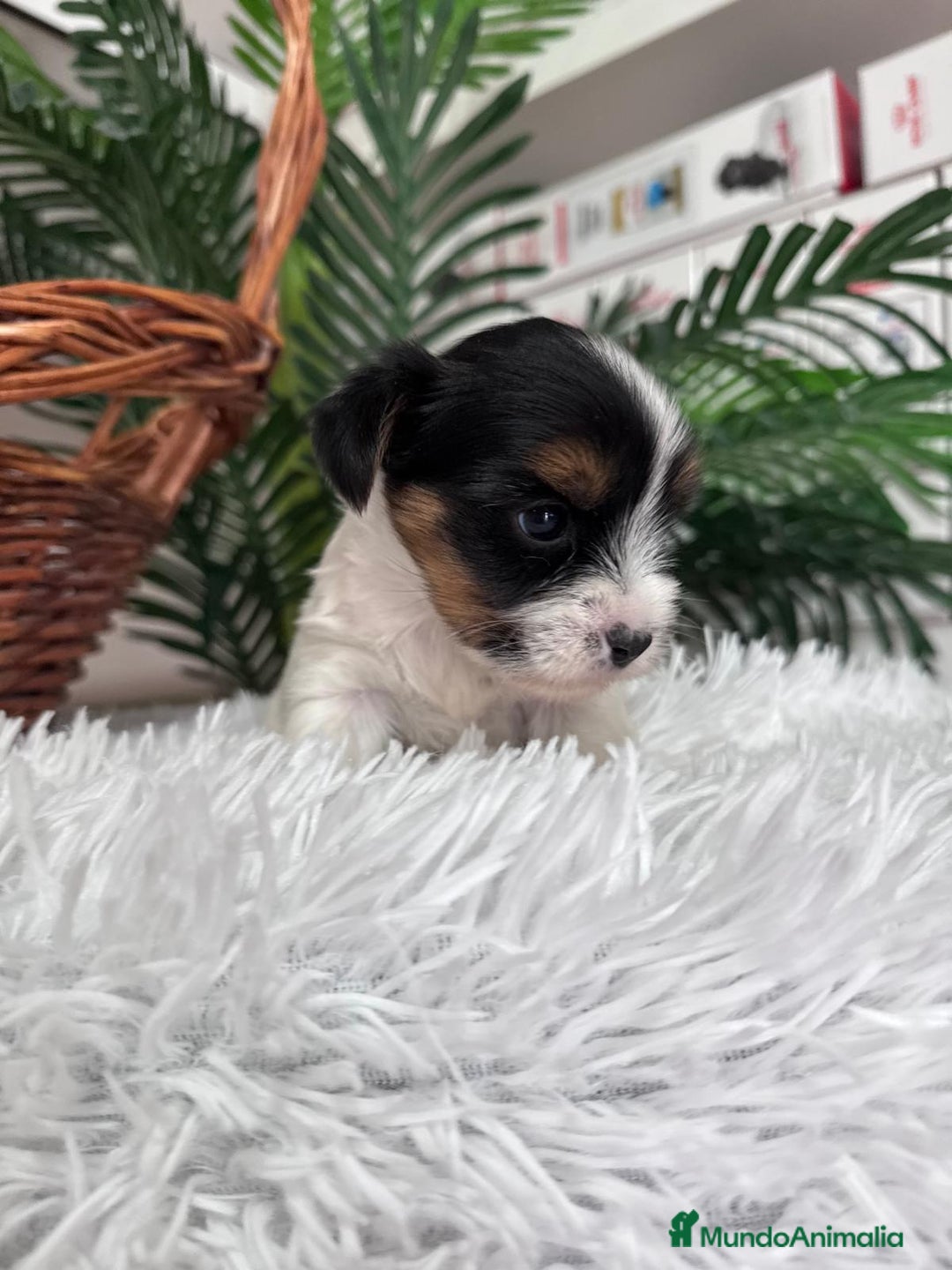 Yorkshire Terrier perros en venta: YORKSHIRE BIEWER - Anuncio 8