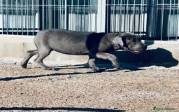 Cane Corso perros en venta: CANE CORSO HEMBRA! en Barcelona - Imagen 1