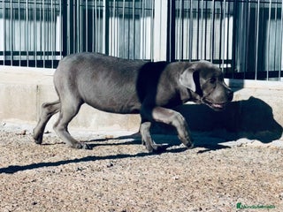 Cane Corso perros en Barcelona - Anuncio 5
