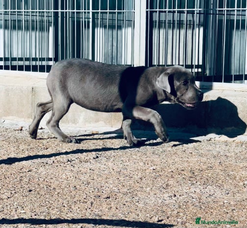 Cane Corso perros en Barcelona - Anuncio 4