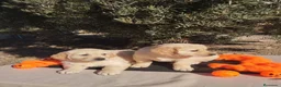 Golden Retriever perros en venta: Golden Retriever - Anuncio 11