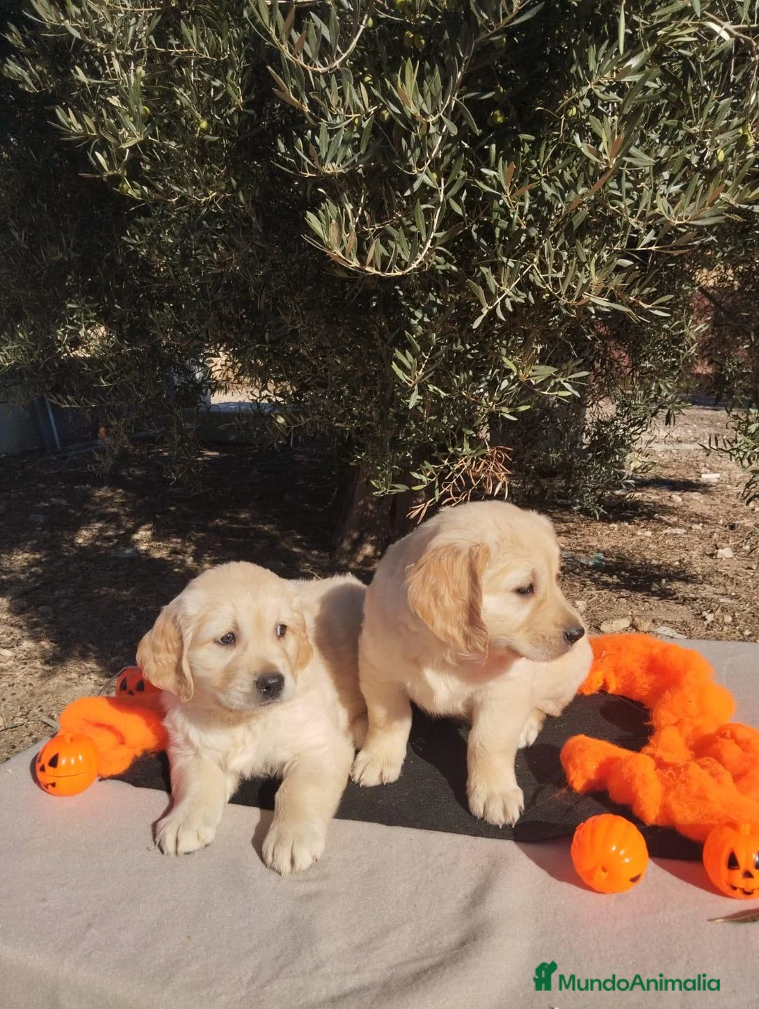 Golden Retriever perros en venta: Golden Retriever - Anuncio 11