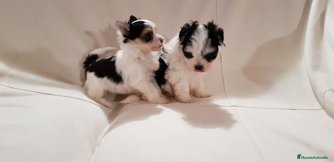 Biewer Yorkshire Terrier a la Pom Pon perros en venta: Biewer - Anuncio 4