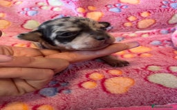 Chihuahua perros en venta: Chihuahuas toys - Imagen 1