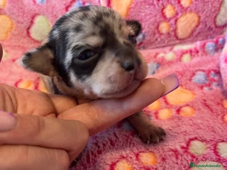 Chihuahua perros - Anuncio 30