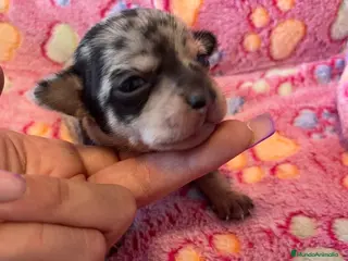 Chihuahua perros Chihuahuas toys - Anuncio 14