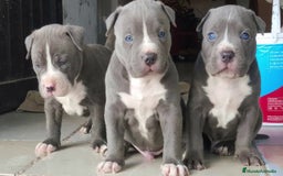 American Staffordshire-Terrier perros en venta: AMERICAN STAFFORD BLUE CRIADORES  - Imagen 1