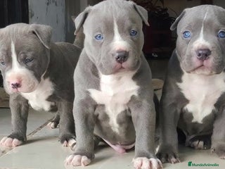 American Staffordshire-Terrier perros - Anuncio 10