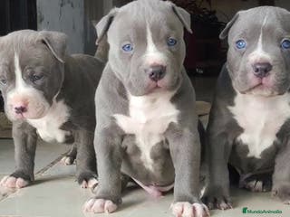 American Staffordshire-Terrier perros AMERICAN STAFFORD BLUE CRIADORES - Anuncio 11