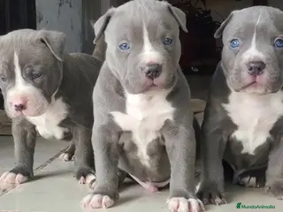 American Staffordshire-Terrier perros AMERICAN STAFFORD BLUE CRIADORES - Anuncio 8