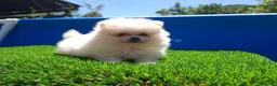 Pomerania perros en venta: POMERANIA - Anuncio 2