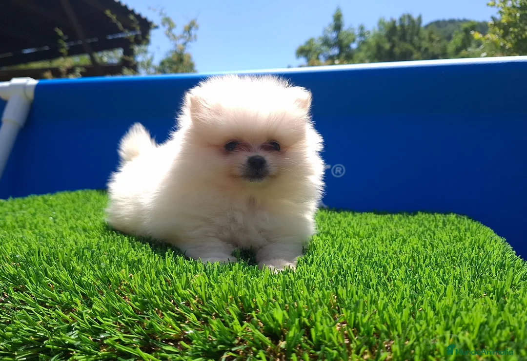 Pomerania perros en venta: POMERANIA - Anuncio 2