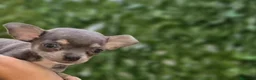 Chihuahua perros en venta: Chihuahua blue  - Anuncio 5