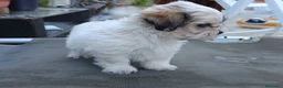 Shih Tzu perros en venta: MalShi. Shihtzu x Maltes - Anuncio 9