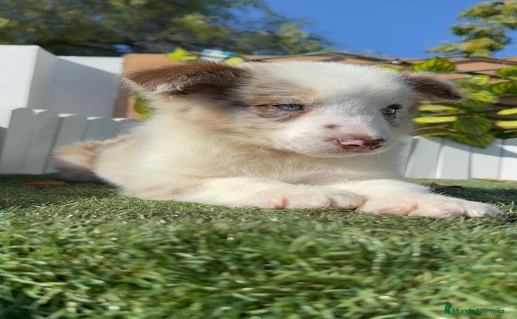 Border Collie perros BORDER COLLIE - Anuncio 1