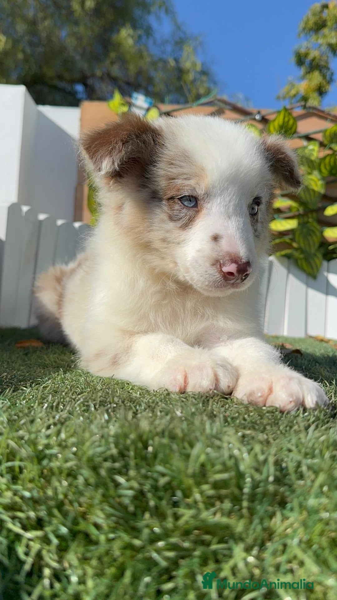 Border Collie perros en venta: BORDER COLLIE - Anuncio 1