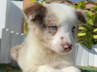 Border Collie perros BORDER COLLIE - Anuncio 1