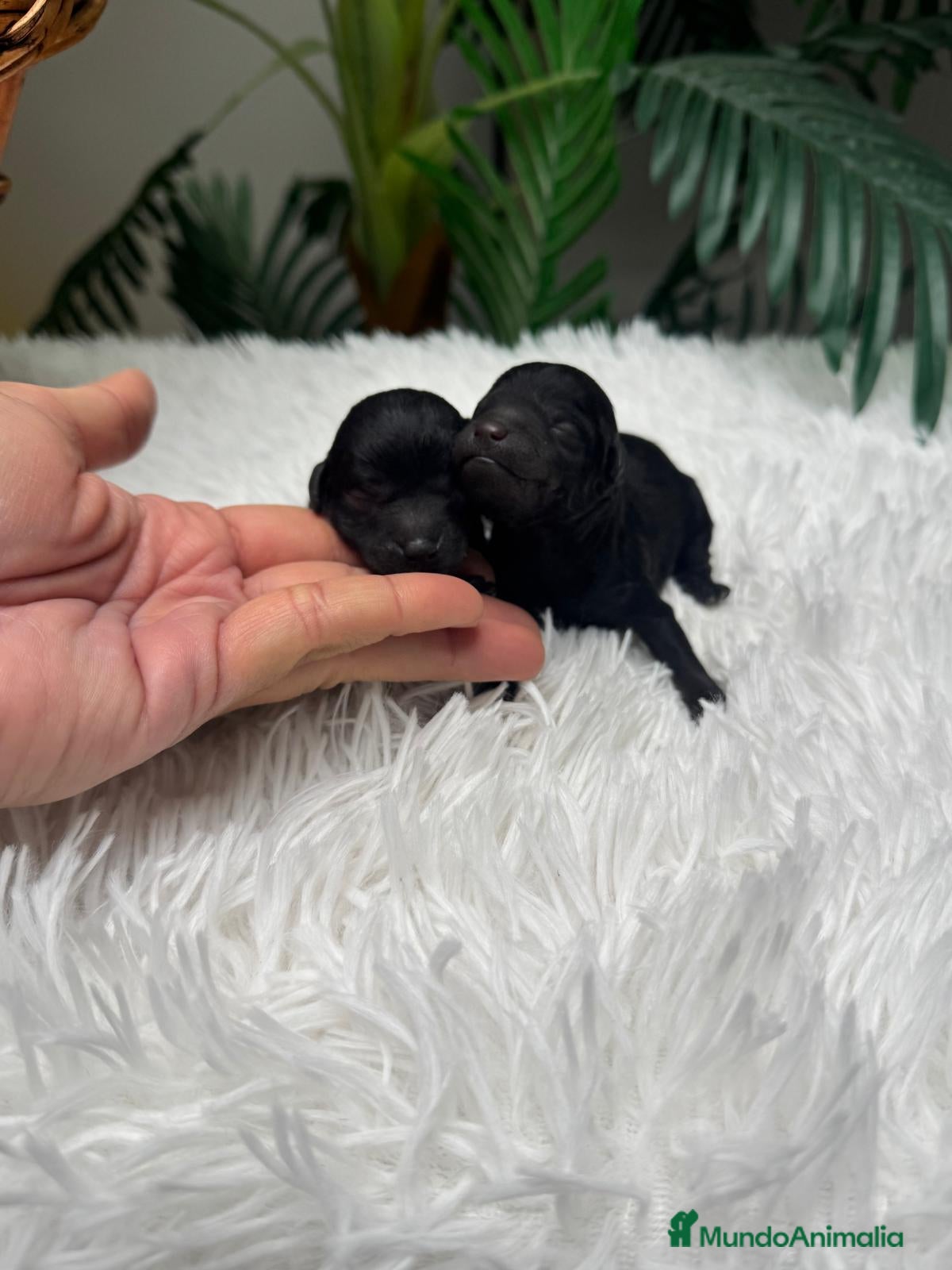 Caniche Toy perros CANICHE TOY - Anuncio 3