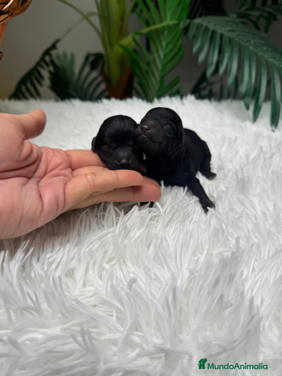 Caniche Toy perros en venta: CANICHE TOY - Anuncio 1