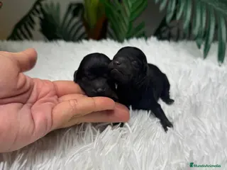 Caniche Toy perros CANICHE TOY - Anuncio 3